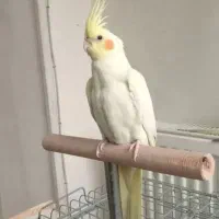 عروس هلندی ماده