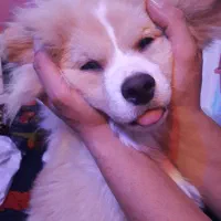 سگ نرباهوش اشپیتز|سگ|پرند, فاز ۵|دیوار