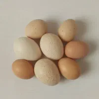 تخم بوقلمون و مرغ محلی|خوردنی و آشامیدنی|خنداب, |دیوار