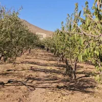 باغ/بادام مامایی/مجوزساخت/استخر/سند