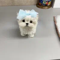 توله جیبی|سگ|اهواز, شهرک اکباتان|دیوار