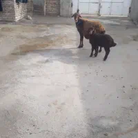 میش و بره دوقلوزا و میش آبستن سنگین جوان|حیوانات مزرعه|اسدآباد, |دیوار