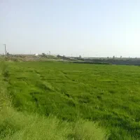 اجاره زمین برای کشت برنج و گندم چهل پله دوست کندی|اجارهٔ دفتر صنعتی، کشاورزی، تجاری|پارس‌آباد, |دیوار