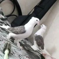 یه جفت کبوتر نر پشتدار پاپر