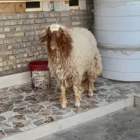 قوچ