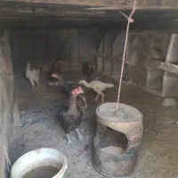 لاری نژاد دار