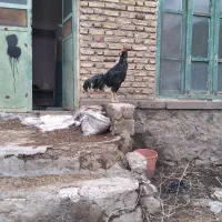 خروس|حیوانات مزرعه|مشگین شهر, |دیوار