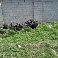 بقلمون محلی اورکانیک|حیوانات مزرعه|رزن, |دیوار