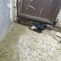 کبوتر|پرنده|اشتهارد, |دیوار