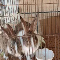 خرگوش|موش و خرگوش|تویسرکان, |دیوار