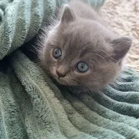 گربه خانگی اصیل|گربه|آمل, |دیوار