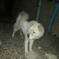 سک چاوچاو خالص