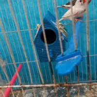 باسلام یک جفت فنچ زبرا