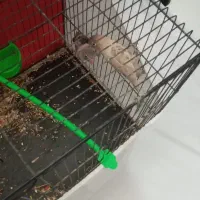 جفت کوتوله کار داده