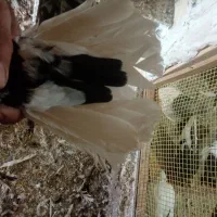 کبوتر سیاه دم سفید|پرنده|میانه, |دیوار