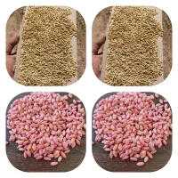 فروش بذر گندم و جو دیمی و آبی