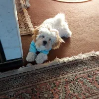 شیتزو کراس آلمانی بسیارشاداب وباهوش