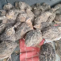 بلدرچین تخمگذار و گوشتی ۷۰روزه بلدرچین نرماده