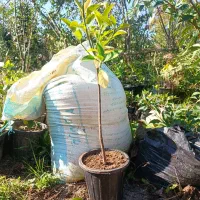 فروش شمشاد سبز تک پا برای پیوند و طلایی