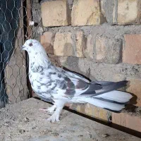 کبوتر پر اصفهانی