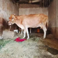 گاو با گوساله