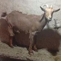 بزسانن|حیوانات مزرعه|فاروج, |دیوار