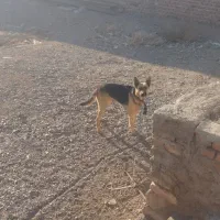 سگ ژرمن|سگ|زرند, |دیوار