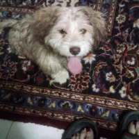 توله شیتزو پاکوتا شیطون بازیگوش واکسنشم زده|سگ|اصفهان, قلعه طبره|دیوار