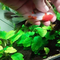 گلدفیش|ماهی|ری, حمزه‌آباد|دیوار