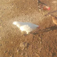 غاز و بوقلمون و خروس|حیوانات مزرعه|دره شهر, |دیوار