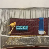 قناری نرقرمز