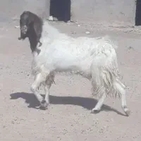 بز پاکستانی پازن نربز کهره|حیوانات مزرعه|رونیز, |دیوار