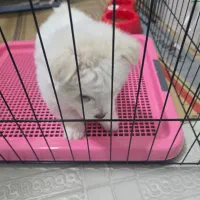 سگ نژاد مالتیز|سگ|کازرون, |دیوار