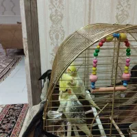پرنده عروس هلندی یکش 2ماه یکش 4ماه|پرنده|قم, پردیسان|دیوار