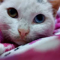 گربه آنگورا ترکیبی چشم رنگی|گربه|شیراز, تندگویان|دیوار