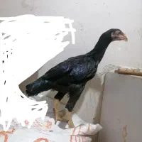 یک جفت جوجه لاری افغان