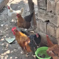 انواع خروس محلی