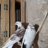 کفتر خوش خال