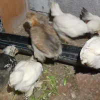 جوجه مرغ|حیوانات مزرعه|کاشمر, |دیوار