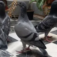 جوجه دوبر تازه دون خور