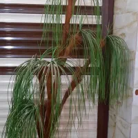 درختچه