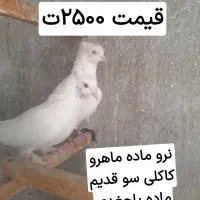 کبوتر اصل و نصب دار ۱۰جفت ۱۶ت