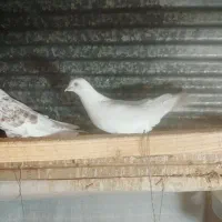 کبوتر|پرنده|رشت, چله خانه|دیوار