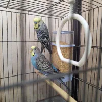 مرغ عشق جفت با قفس و لوازم