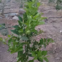 سلام ۳۵۰نهال نارنگی بفروش میرسد|گل و گیاه طبیعی|جبالبارز, |دیوار