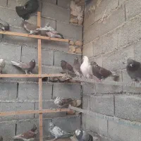 کبوتر پرشی|پرنده|آران و بیدگل, |دیوار