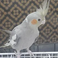 عروس هلندی