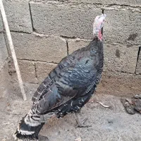 بوقلمون محلی|حیوانات مزرعه|بانه, |دیوار