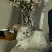 واگذاری گربه پرشین