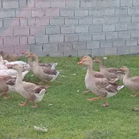 غاز محلی و دورگ|حیوانات مزرعه|چمستان, |دیوار